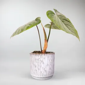 Philodendron 'Silver Leaf'  | Philodendron Sodiroi