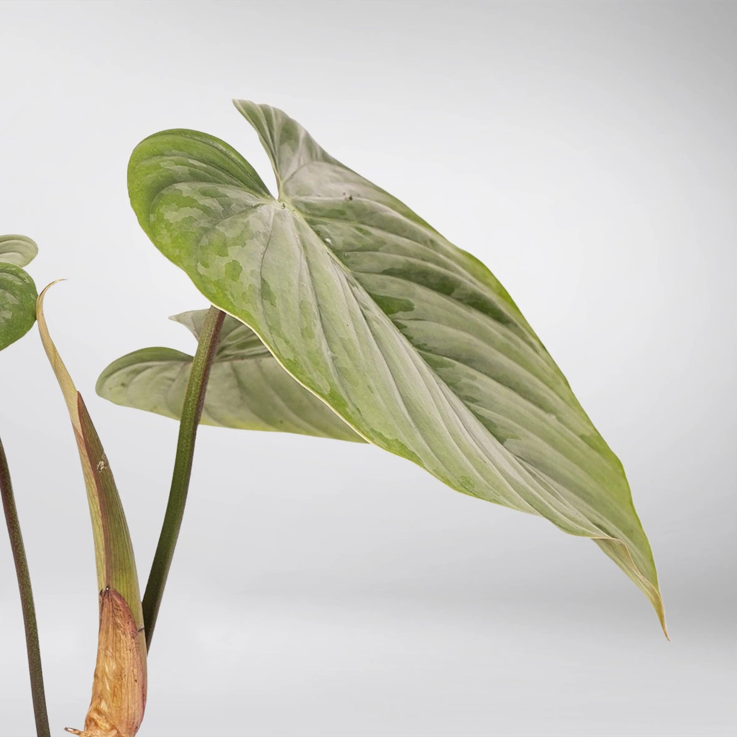 Silver Leaf Philodendron | Philodendron Sodiroi